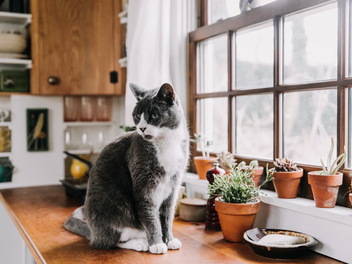 How to Feed a Picky Cat According to a Vet The Kitchn